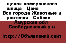 щенок померанского шпица › Цена ­ 45 000 - Все города Животные и растения » Собаки   . Амурская обл.,Свободненский р-н